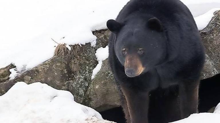 New Jersey’s black bears are not true hibernators and can be active in winter, and at any time of the day or night.