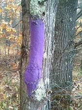 Pennsylvania passes ‘purple paint’ law to warn trespassers