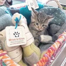 One of the adoptable kittens available at the Mittens for Kittens Adoption Event with Jill's Ferals this Sunday at the Milford Craft Show store.