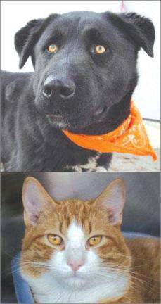 Pets in need of homes Pets in need of homes