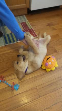 Benni's in training to help an autistic child Chrisanne Cubby and Benni (Photo by Frances Ruth Harris)
