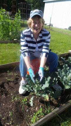 Garden club plants, weeds, and harvests to feed the hungry Sue Daley with the broccoli she and her husband planted earlier this year (Photo by Frances Ruth Harris)