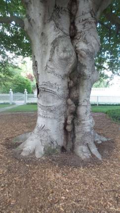 How does your garden grow? Town and Country Secret Garden Tour of the Milford Garden Club takes in everything from koi A European copper beech