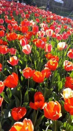 GardenFest is coming in May Photo provided