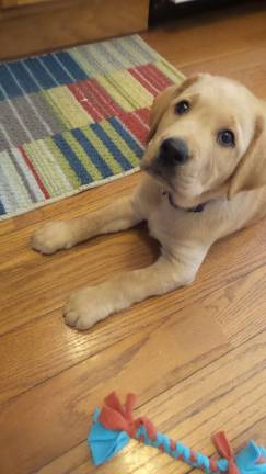 Benni's in training to help an autistic child Chrisanne Cubby and Benni (Photo by Frances Ruth Harris)