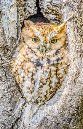 Eastern screech owl by Nick Verducci