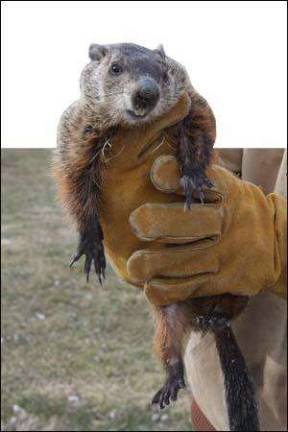 Groundhog Day Groundhog Day