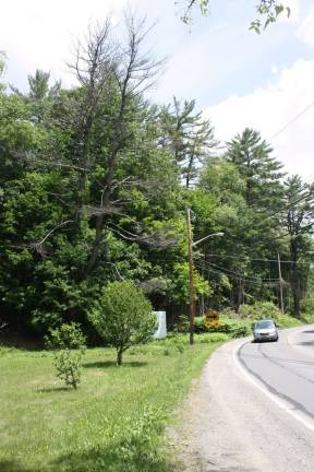 Perilous pine like a 'drunk driver' is taken down The perilous tree — the tallest one, on left — is now history. (Photo by Linda Fields)