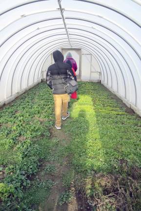 Inside the tube greenhouse