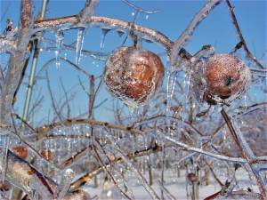 Frozen apples in the Pennings' orchard following an ice storm.
