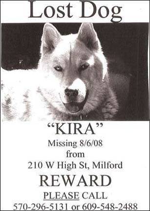 Lost dog Lost dog