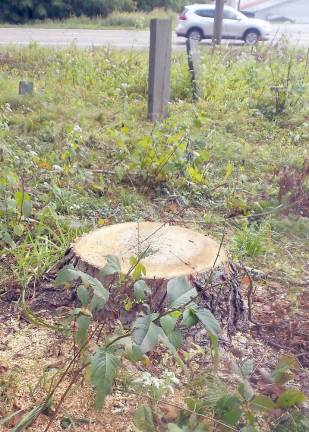 Fran Stoveken’s tree service recently cut down a tree in the cemetery (Photo by Frances Ruth Harris)