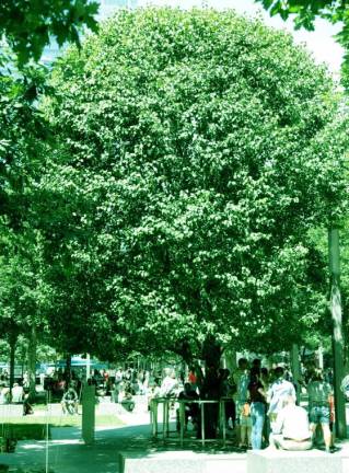 The 9/11 survivor tree