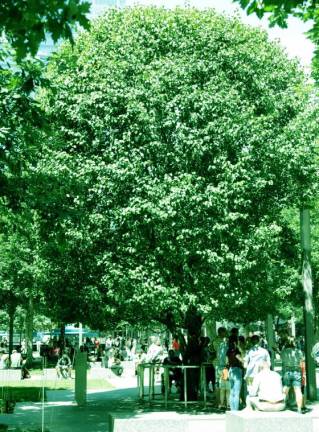 Tree of Life synagogue will get 9/11 survivor tree seedlings Tree of Life synagogue will get 9/11 survivor tree seedlings