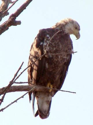 Juvenile bald eagle transitioning to its adult plumage, seen on the Dec. 6 Search for Eagles. Photo provided.