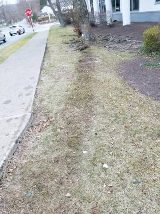 Oil stain leading to the tree in front of NBT Bank (Photo by Ken Hubeny Sr.)