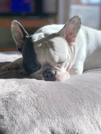Looking for things to do with your dog while quarantined at home? The AKC is here to help Louis the Frenchton submitted to The Pike County Courier by Kristyn