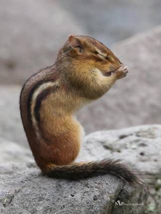 “Praying Chipmunk.”