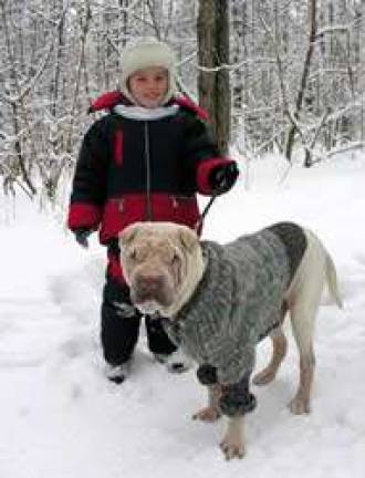 ASPCA: Dogs can lose scent in the snow and get lost ASPCA: Dogs can lose scent in the snow and get lost