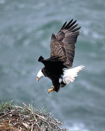 Bald eagle’s nest discovered near I-80 expansion project Bald eagle’s nest discovered near I-80 expansion project