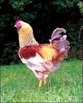 Local winner in Fanciest Chicken' photo contest Local winner in Fanciest Chicken' photo contest