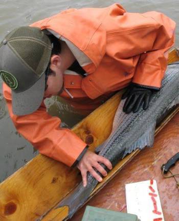 State to host public hearing on striped bass addendum A Hudson River Fisheries technician measures a striped bass during the annual haul seine to monitor the abundance of the spawning population.