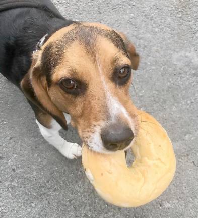 Zelda Goldsack, shop mascot, eating a delicious bagel (Photo by Marilyn Rosenthal)