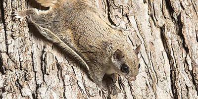 A Northern flying squirrel