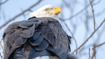 Report on the Feb. 2 Search for Eagles