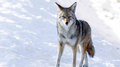 The coyote is a canid native to North America. It is smaller than its close relative, the gray wolf, and slightly smaller than its other close relatives, the eastern and the red wolf.