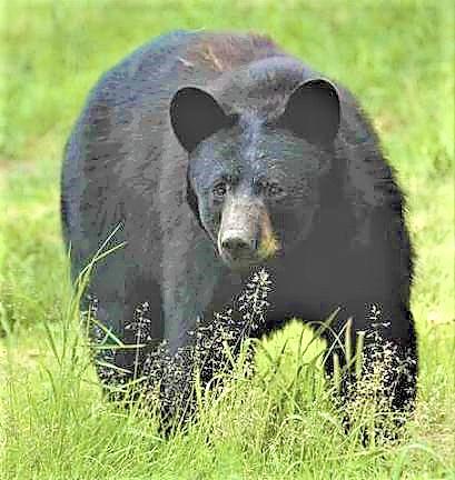 Heaviest black bear on record taken in Pike County