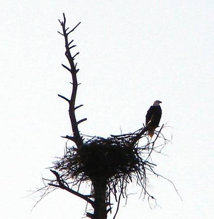 Adult bald eagle and nest seen on the March 7 Search for Eagles (Photo provided)