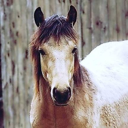 GAIT horse Thunder dies after medical efforts fail GAIT horse Thunder dies after medical efforts fail