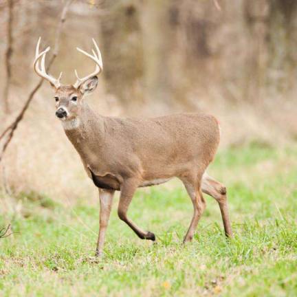 'Wheelin' Warrior' deer hunt at river refuge 'Wheelin' Warrior' deer hunt at river refuge