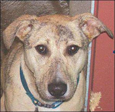 Pike County Humane Society Pike County Humane Society