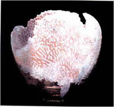 Glass beads,carved glass, prints and more Glass beads,carved glass, prints and more