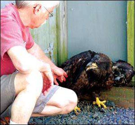 A tale of three eaglets A tale of three eaglets