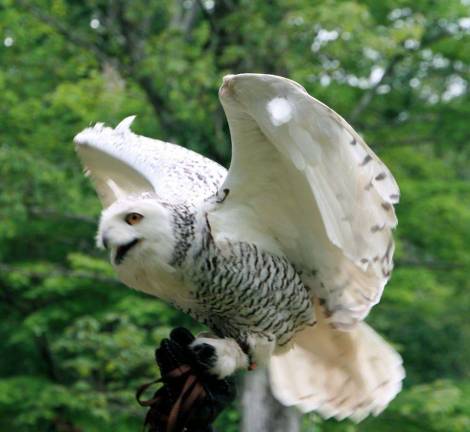 The raptors need your help A snowy owl resident of the Delaware Valley Raptor Center (Facebook photo)