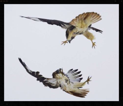 Local surgeon captures raptors in through photography Photos by Dr. Paramjeet Singh Two Red Tailed Hawks fighting mid-air.