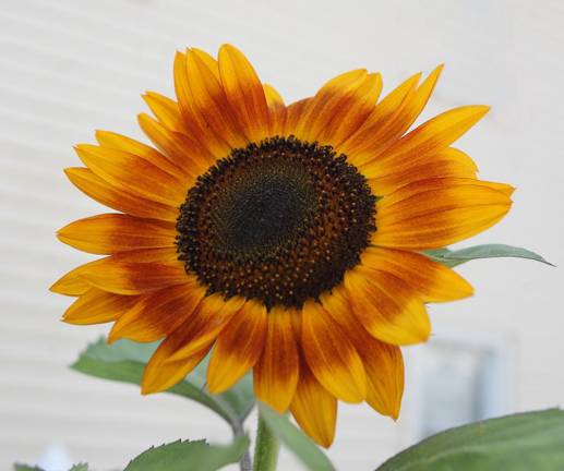 UpFront Exhibition Space announces ‘Fall into Winter’ art show ”Sunflower,” by Michael Adams.