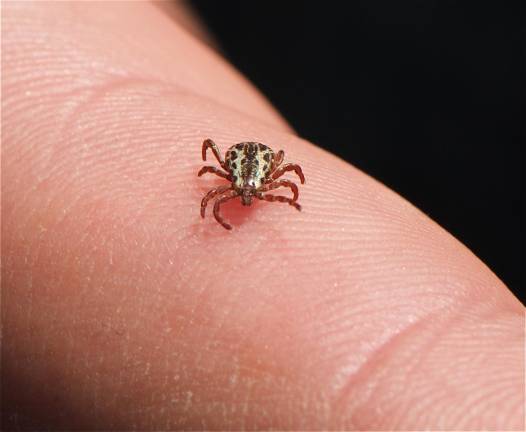 Tick-borne illnesses: How to protect people, pets in the height of summer American dog tick (Dermacentor variabilis). (Photo by Jerry Kirkhart via commons.wikimedia.org)