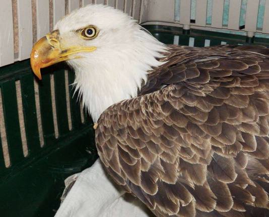 Thanks to the Game Commission for increasing eagle-killing penalty Bald eagle (Photo: Pocono Wildlife and Rehabilitation Center Facebook photo)