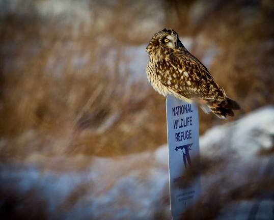 Local surgeon captures raptors in through photography Short-eared owl.