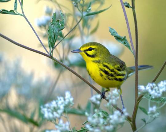 Delaware Township. Gifford Pinchot Audubon Society birding walks A prairie warbler is among the birds you may encounter on the Gifford Pinchot Audubon Society birding walks. Photo by Pete Weiler via pexels.com.