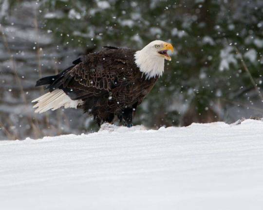 Winter eagle-watching trips planned Photo of bald eagle by Stephen Davis