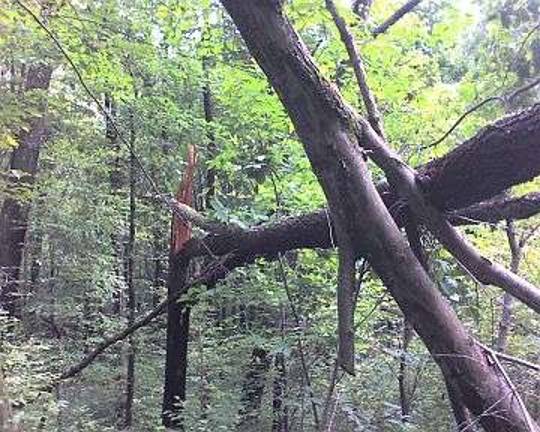 An example of a widow maker: a tree or branch suspended above