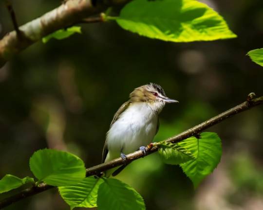 A red-eyed-vireo. Image by Hans Toom from Pixabay.