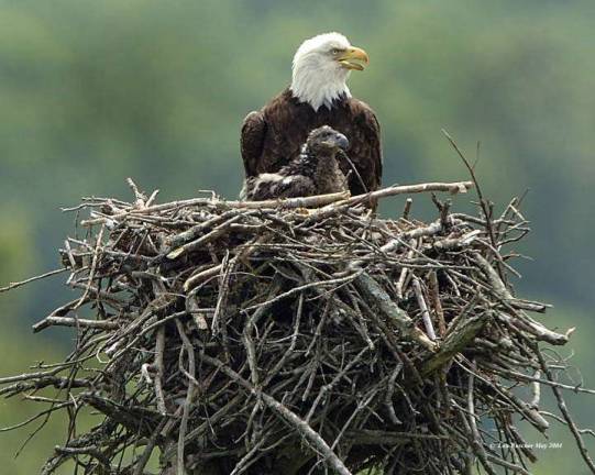 Bald eagle threat: Lead ammo left behind by hunters Bald eagles in their nest along the Upper Delaware. The Delaware Highlands Conservancy says that in the 1970s, "there was just one eagle’s nest in Pennsylvania and one in New York. Today, there are more than 200 in each state." (Photo: Delaware Highlands Conservancy: delawarehighlands.org)