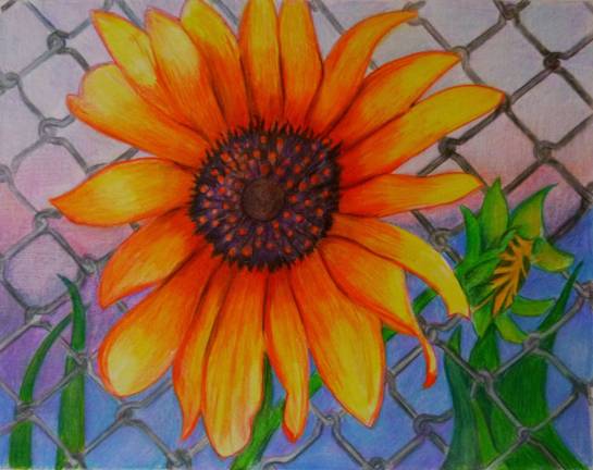Art on display around Port Jervis Joe Petrosi, Sunflower with ChainLink Fence, color pencil.