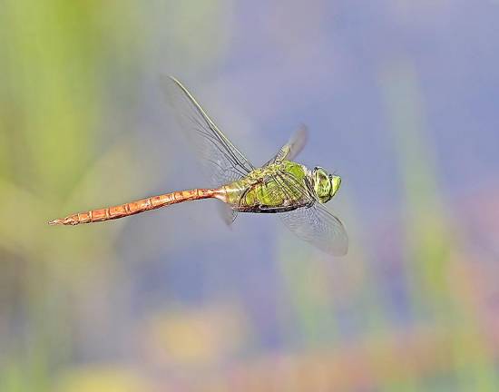 Sparta Camera Club asks, ‘What did you shoot over the summer?’ Dragonfly in Flight, Mike Tracy